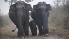 The Indian Elephant population has declined by 50% over the last 70 years, while numbers of Western Hoolock Gibbons have halved over the last 40 years